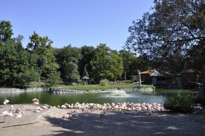 Flamant du Chili - 2015