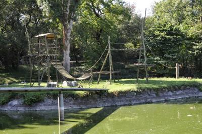 Capucin à poitrine jaune - 2015