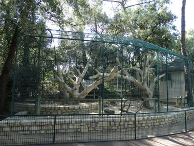 Lémur aux yeux turquoise - 2015