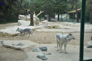 Loup de Mackenzie