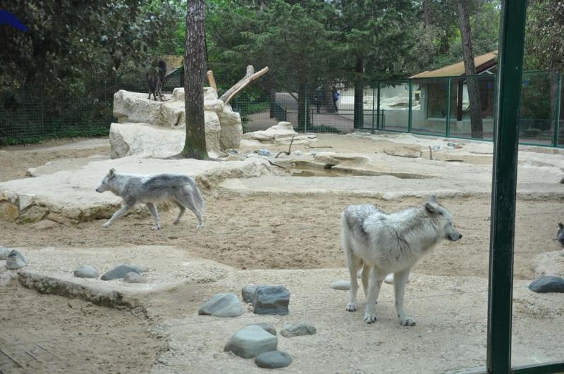 Loup de Mackenzie