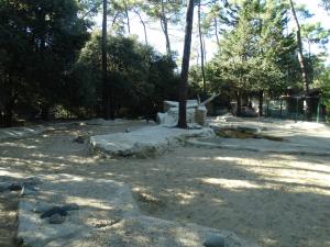 Loup de Mackenzie
