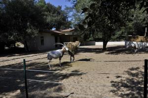 Oryx algazelle