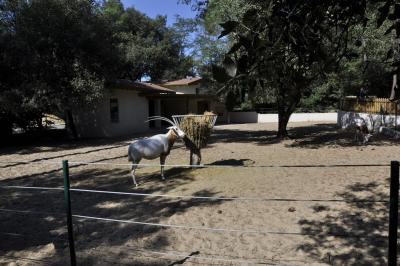 Oryx algazelle - 2015