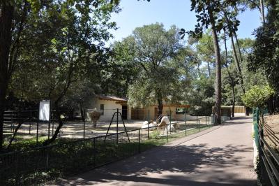 Oryx algazelle - 2015