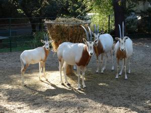 Oryx algazelle