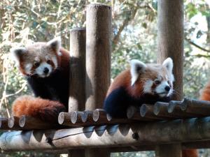 Panda roux