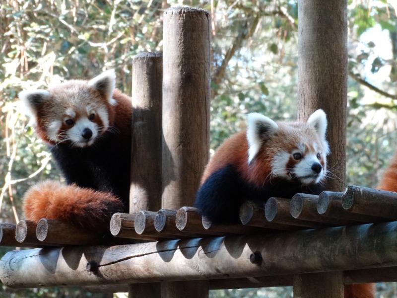 Panda roux