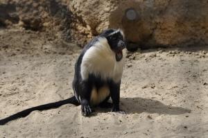Cercopithèque Roloway