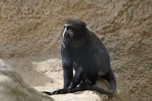 Cercopithèque de Hamlyn