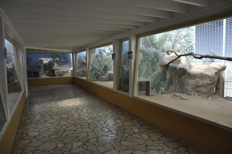 Loge des singes