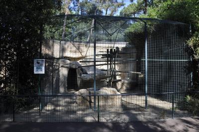 Cercopithéque de Hamlym - 2015