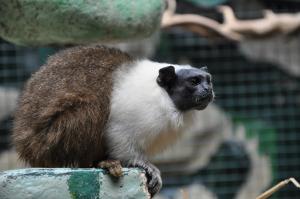 Tamarin bicolore