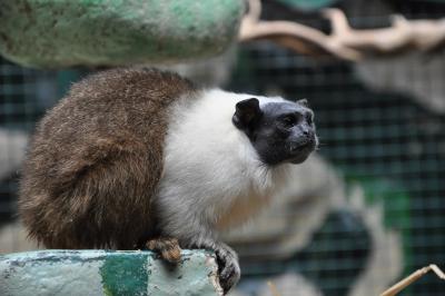 Tamarin bicolore - 2015