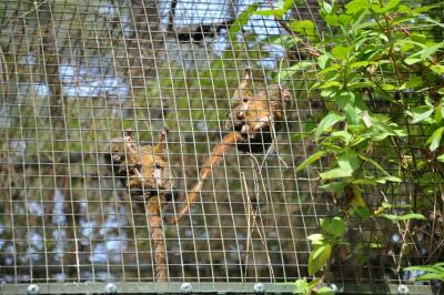 Ouistiti pygmée - 2015