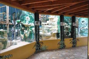 Tamarins