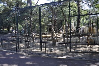 Cercopithèque de Brazza - 2015