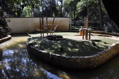 Capucin à poitrine jaune - 2015