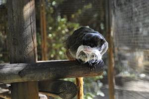 Tamarin empereur