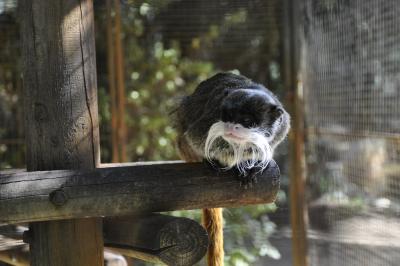 Tamarin empereur - 2015