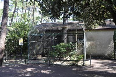 Tamarin pinché - 2015