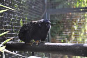 Tamarins à mains rousses