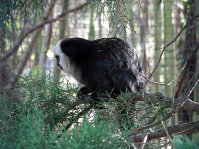 Ouistiti de Geoffroy - 2015