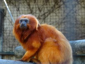 Tamarin lion doré