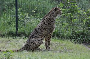 Guépard