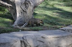 Coati roux