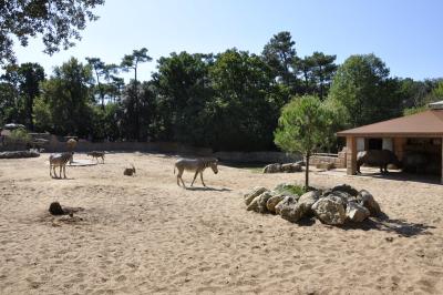 Rhinocéros blanc - Zébre de Grevy - 2015