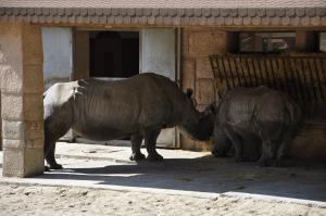 Rhinocéros blanc
