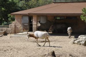 Oryx algazelle - Rhinocéros blanc