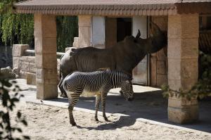 Rhinocéros blanc - Zébre de Grevy