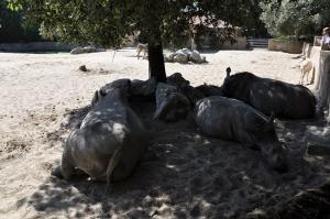 Rhinocéros blanc
