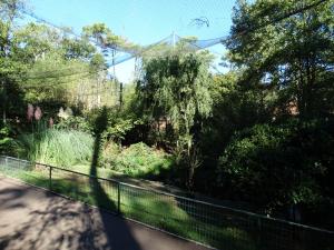 Ibis rouge