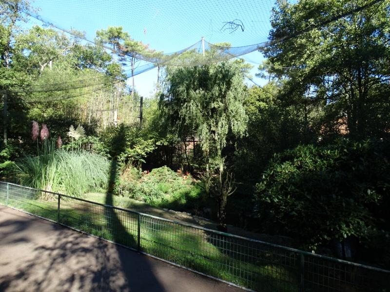 Ibis rouge