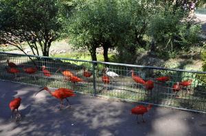 Ibis rouge