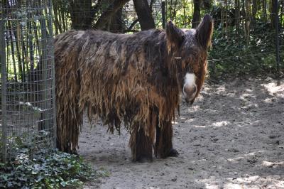 Ane du Poitou - 2015