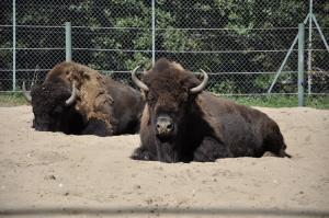 Bison d'Amérique