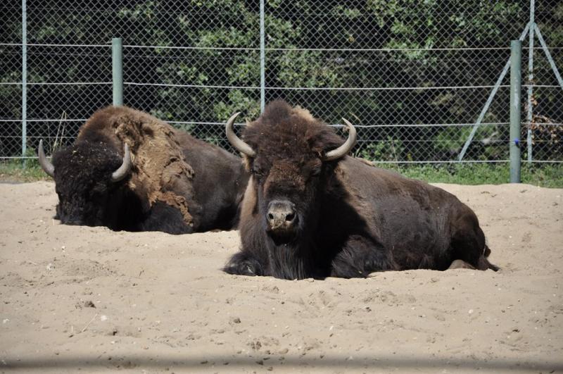 Bison d'Amérique