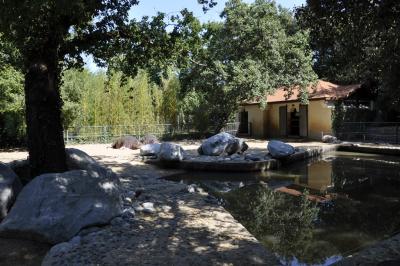 Hipopotame amphibie - 2015