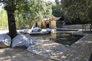 Hipopotame amphibie