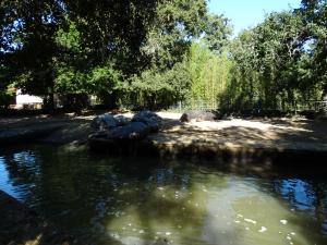 Hipopotame amphibie