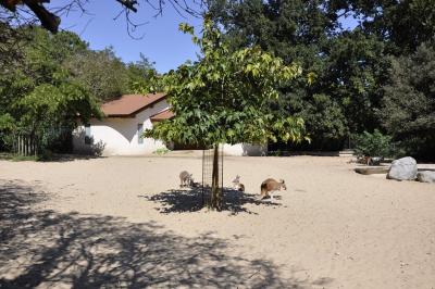 Kangourou roux - 2015