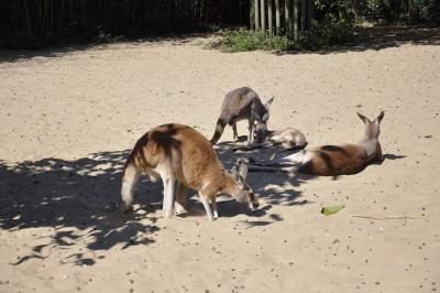 Kangourou roux - 2015