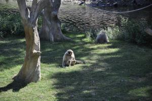 Gibbon à mains blanches