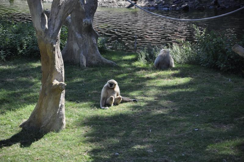 Gibbon à mains blanches