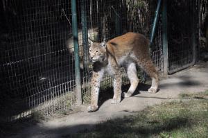 Lynx boréal