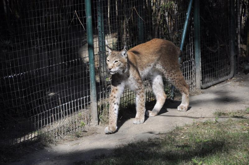Lynx boréal